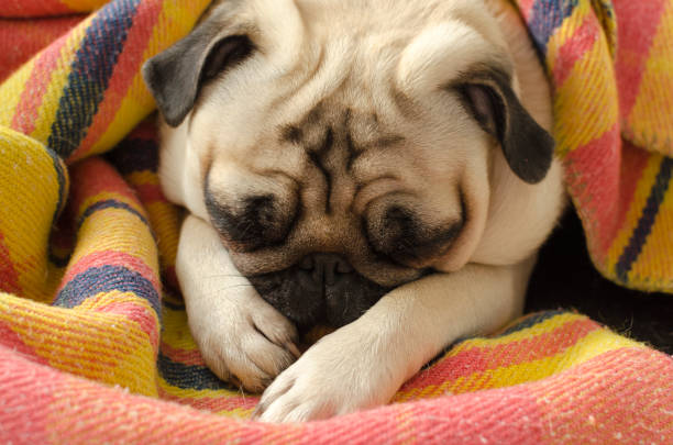 istock cute dog breed pug sleeping wrapped in plaid 913331106