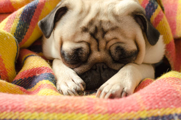 istock cute dog breed pug sleeping wrapped in plaid 913331128