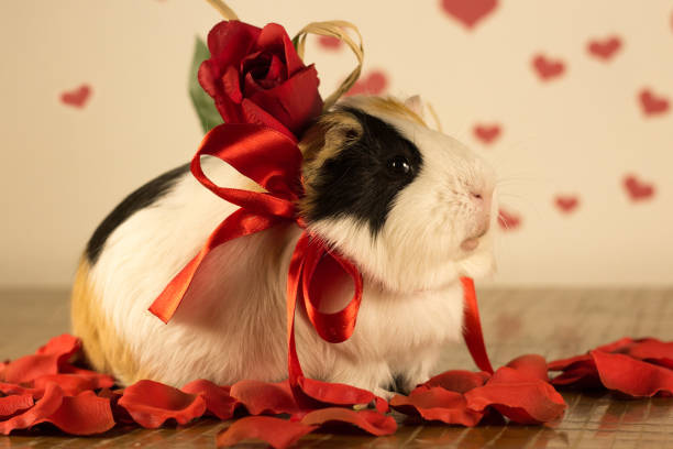 istock Guinea Pig on Valentine's Day 913331172
