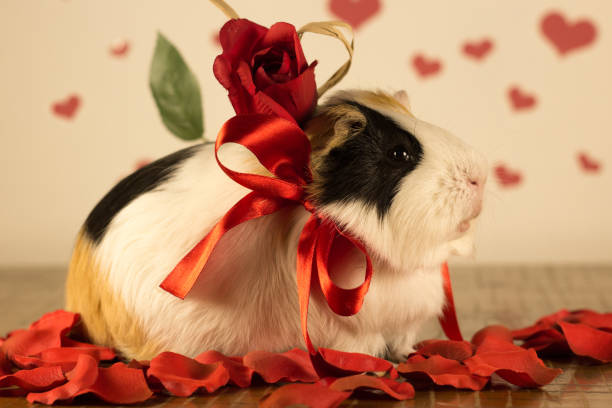 istock Guinea Pig on Valentine's Day 913331288