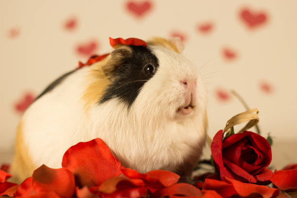 Guinea Pig on Valentine's Day