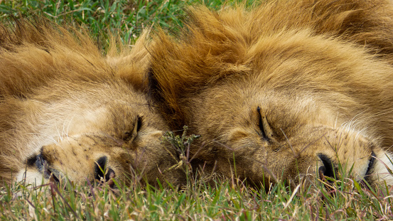 Two lion brothers sleep together with their heads against each other under the sun. Ngorongoro Crater, Tanzania.