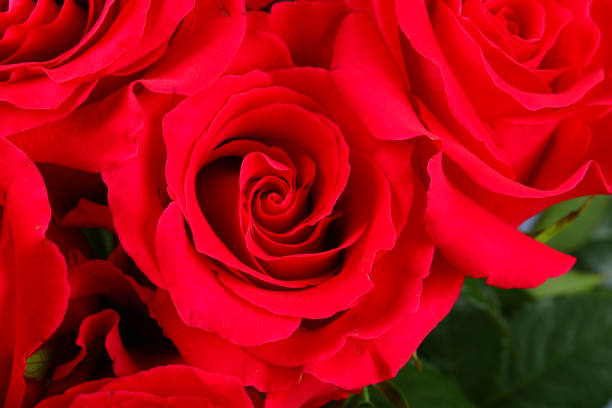 istock Blank white gift card on a bed of red rose petals, ready for your message. 913334536