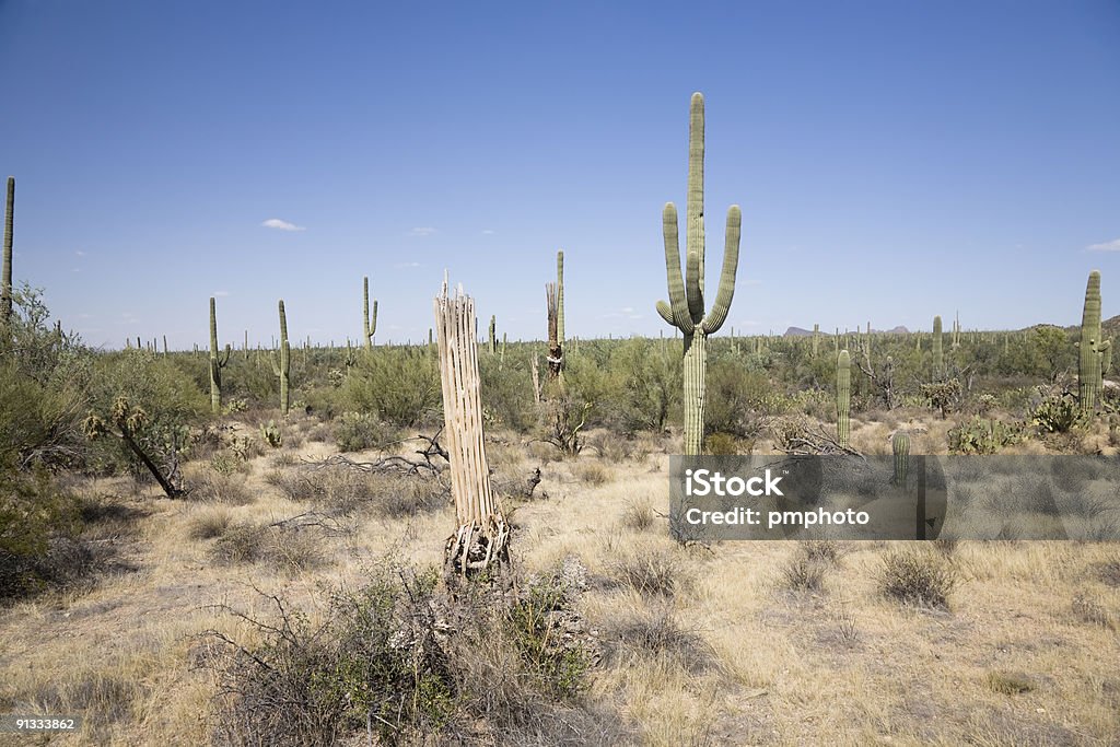 Saguaro National Park - Lizenzfrei Arizona Stock-Foto