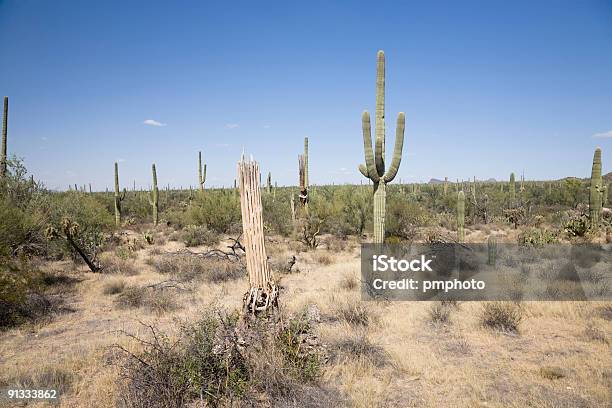 Сагуаро Национальный Парк — стоковые фотографии и другие картинки Аризона - Юго-запад США - Аризона - Юго-запад США, Без людей, Большой