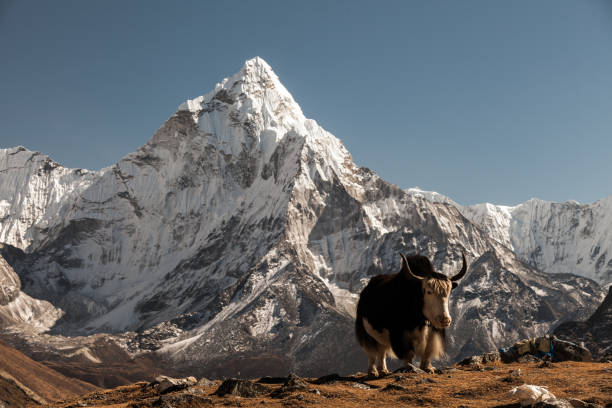 istock Ama Dablam mountain. Sun illuminates slopes. Himalayan mountains, Nepal. 913339066