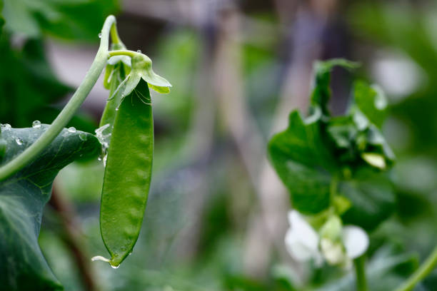green pea plant pod freshness organic vegetable - green pea pea pod vegetable freshness imagens e fotografias de stock