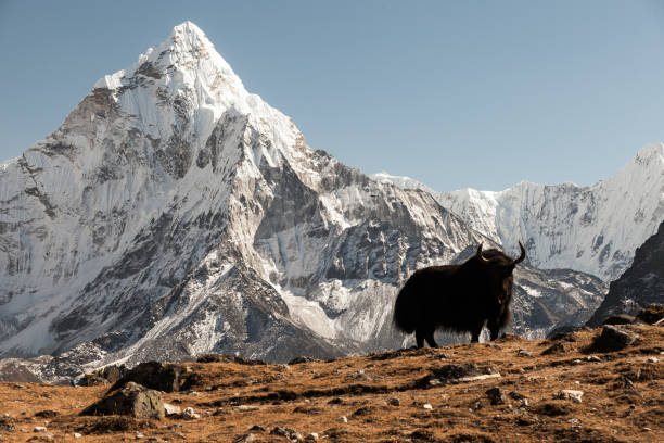 istock Ama Dablam mountain. Sun illuminates slopes. Himalayan mountains, Nepal. 913339336