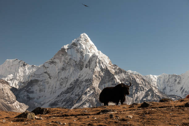 istock Ama Dablam mountain. Sun illuminates slopes. Himalayan mountains, Nepal. 913339402