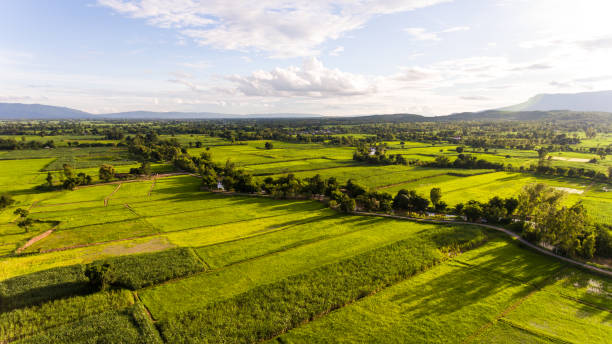 istock Aerial view of a rice fields in Thailand. 913342334