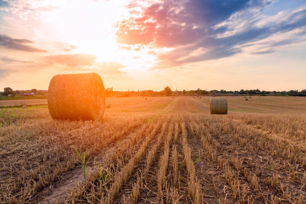istock Hay bales on the field after harvest 913342752