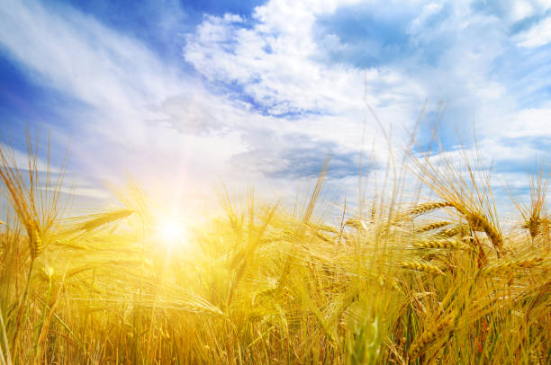 istock Wheat field and sunrise in the blue sky. 913343012