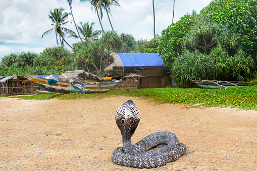 King cobra in the wild nature. Sri Lanka.