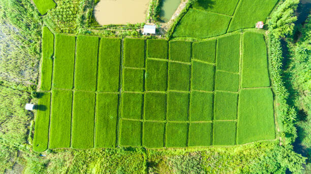 istock Aerial view of a rice fields in Thailand. 913344096