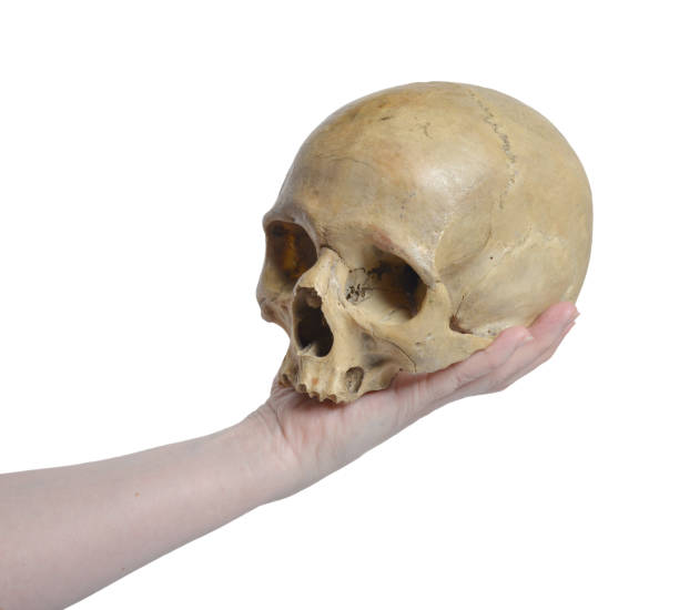 istock Human skull  and female hand 913351248