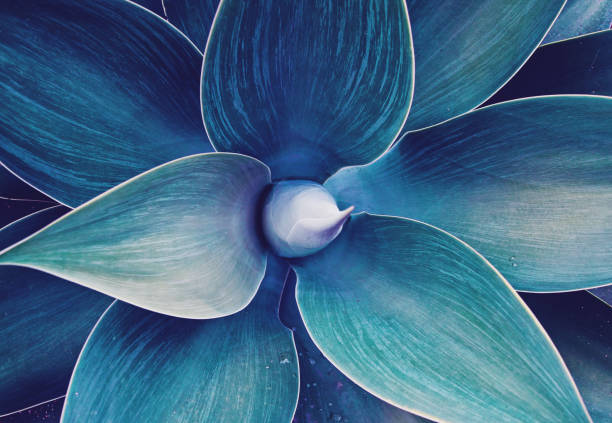 kwiatowy ultrafioletowy abstrakcyjny naturalny kwiatowy wzór - flower macro plant nature zdjęcia i obrazy z banku zdjęć