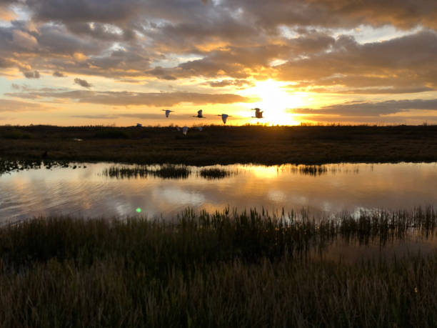 istock sunset in the swamps 913354204