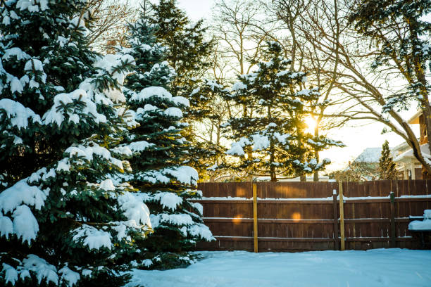 istock Late Afternoon Sun Shining Through Snowy Evergreens 913354618