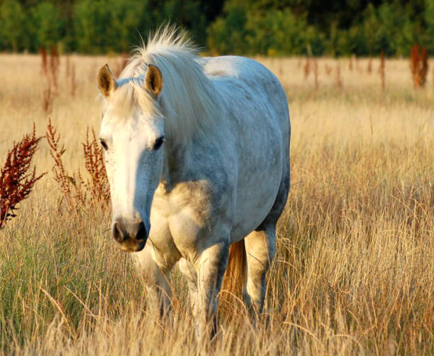 istock Beautiful white horse in the wheat field 913355048