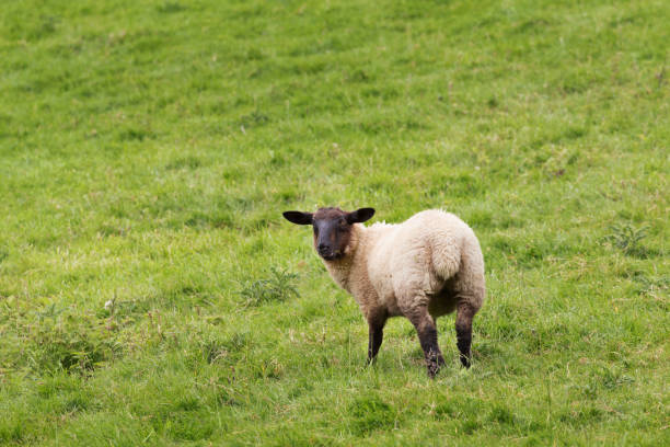 istock Idillic meadow landscape with sheep, lambs, ram 913355302