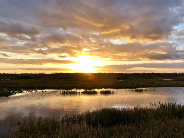 istock sunset in the swamps 913355478