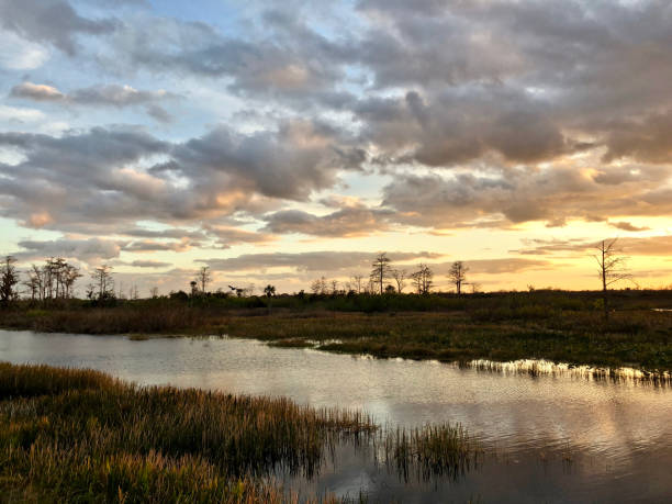 istock sunset in the swamps 913358058