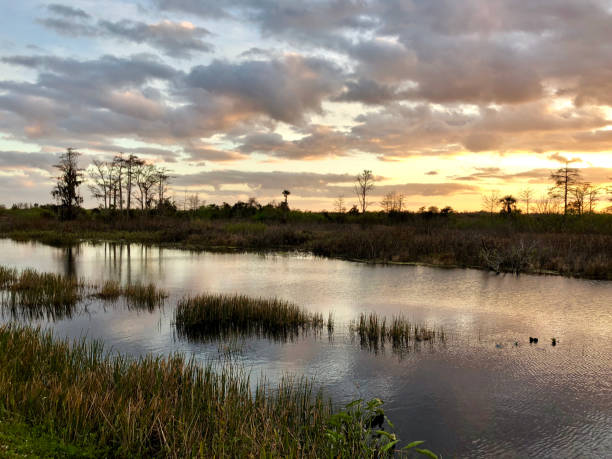 istock sunset in the swamps 913359674