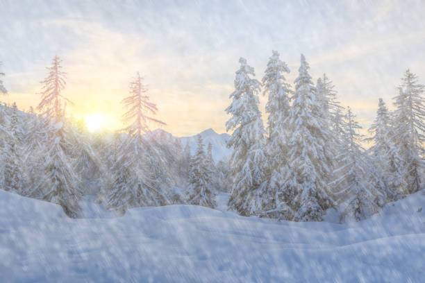 istock Trees covered with hoarfrost and snow in mountains 913359760