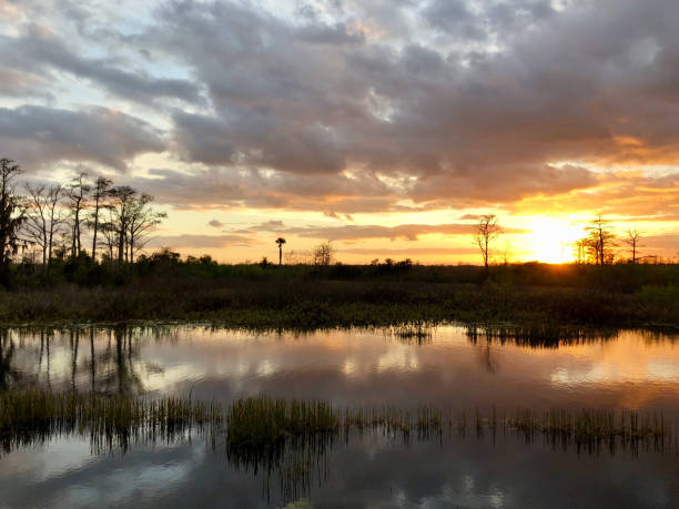 istock sunset in the swamps 913360102