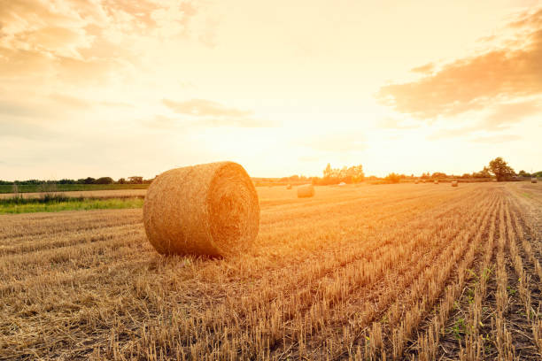 istock Hay bales on the field after harvest 913360544