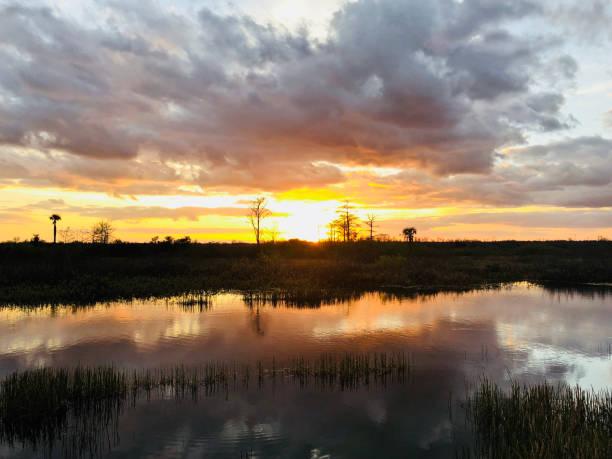 istock sunset in the swamps 913360568