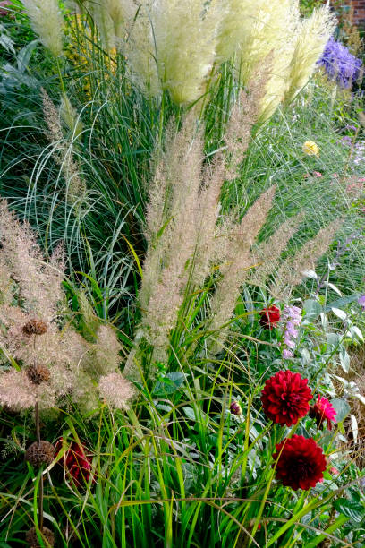 istock Colourful late summer garden border 913360570