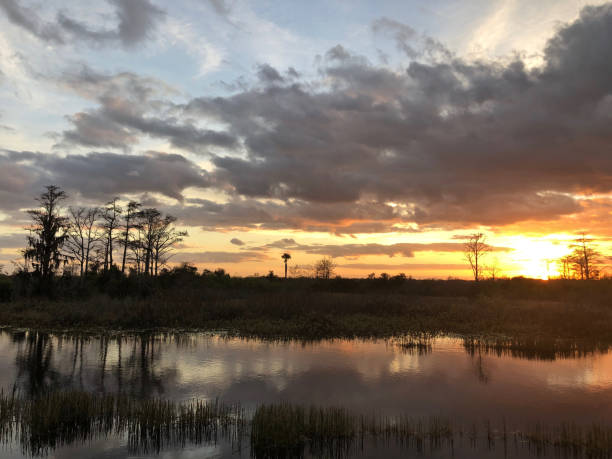 istock sunset in the swamps 913362816