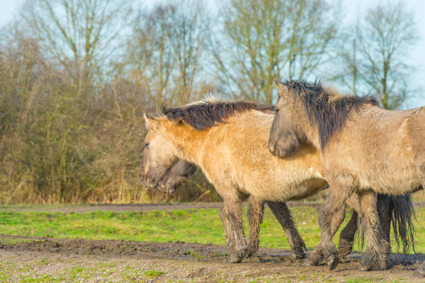 istock Feral horses in a natural park in winter 913363384