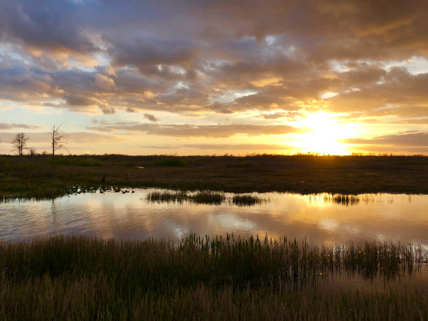 istock sunset in the swamps 913363642