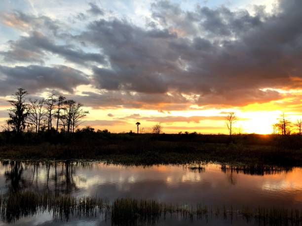 istock sunset in the swamps 913363720