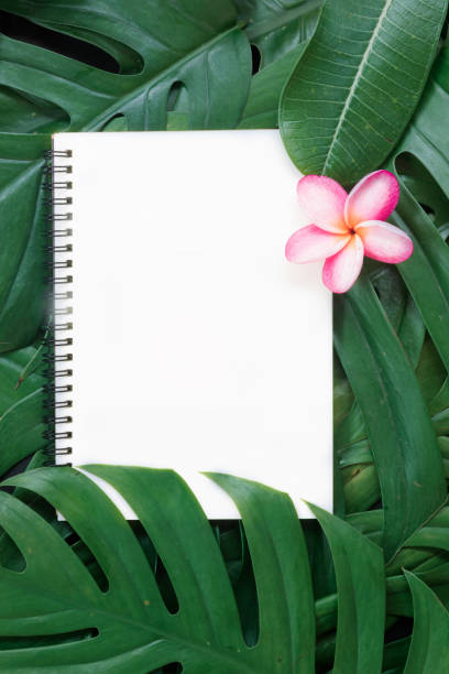 istock Tropical top view summer botanical concept 913364116
