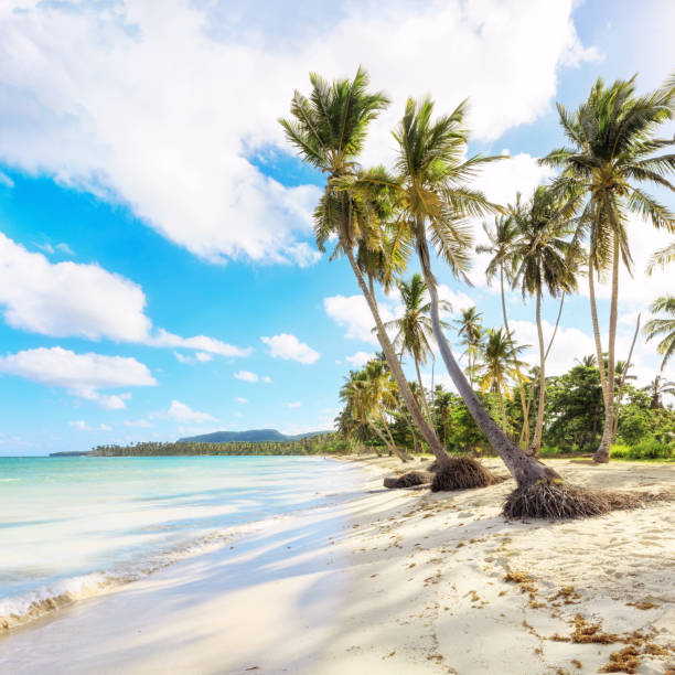 istock Vacation in Dominican Republic 913366320