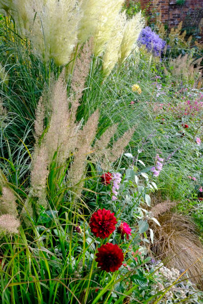 istock Colourful late summer garden border 913366328
