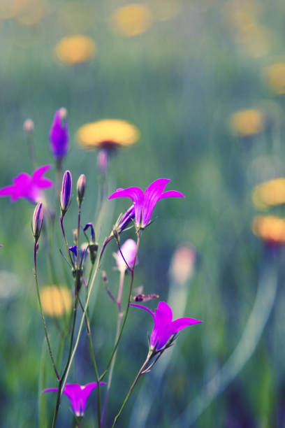 Purple bells in the grass.