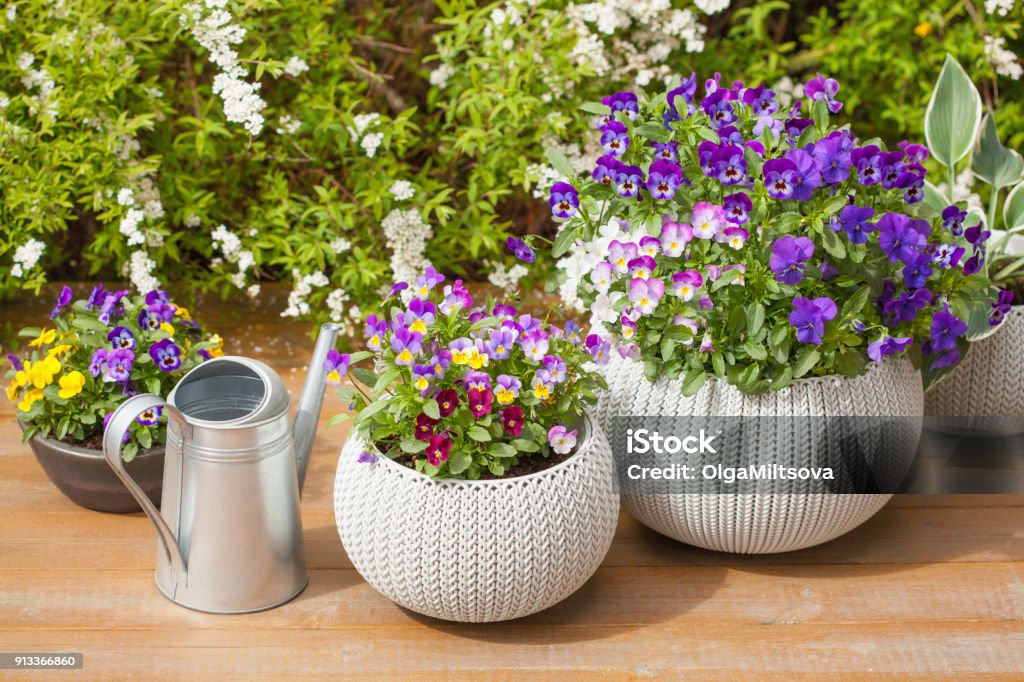 beautiful pansy summer flowers in flowerpots in garden Flower Stock Photo