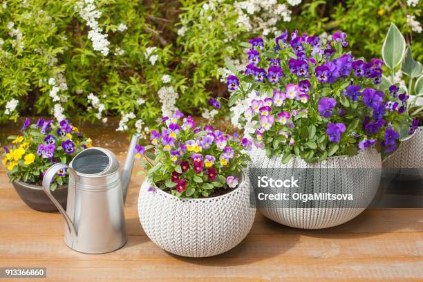 Beautiful Pansy Summer Flowers In Flowerpots In Garden Stock Photo - Download Image Now