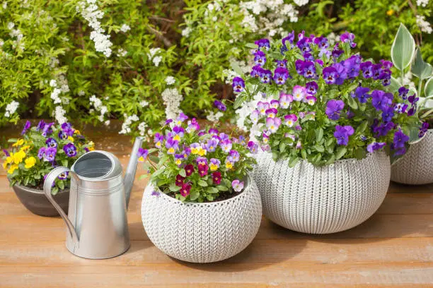 beautiful pansy summer flowers in flowerpots in garden