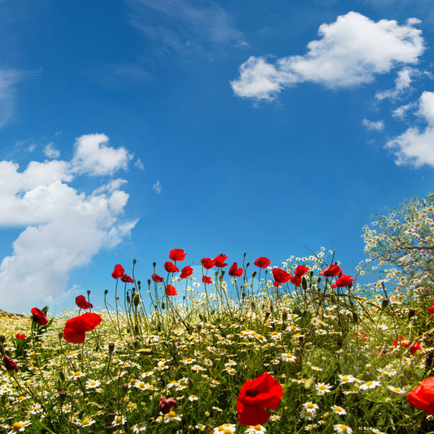 istock Poppies at the edge of a path 913369490