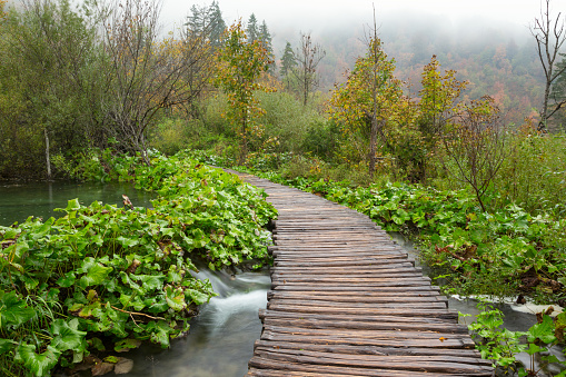 Autumn forest pathway in plitvice national park-Croatia