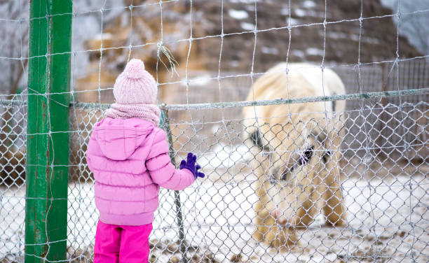 Courious little child looking at an captive animal at zoo park stock photo