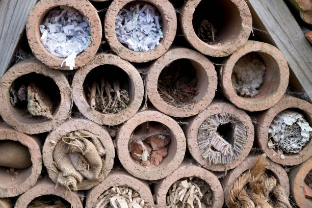 istock Insect hotel offering nest places 913370762