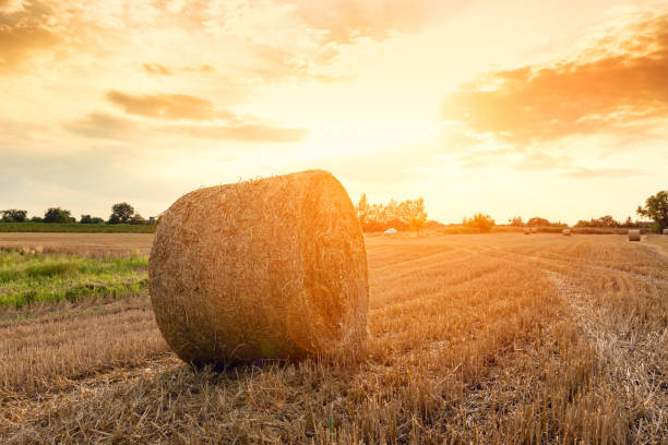 istock Hay bales on the field after harvest 913371138