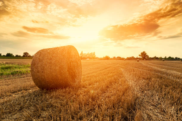 istock Hay bales on the field after harvest 913374712