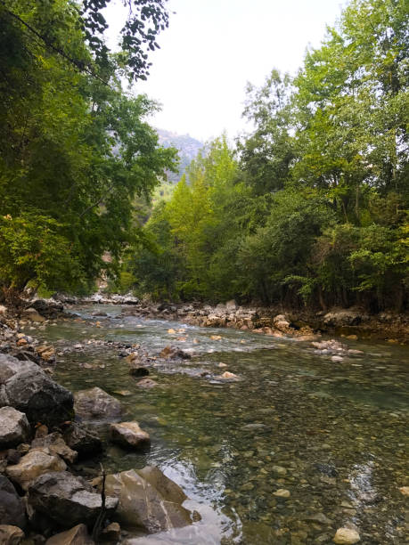 istock trees at the edge of the creek 913375374
